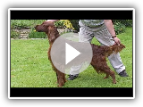 Dog Breed Video: Irish Setter